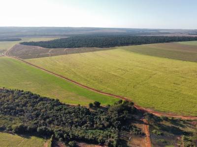 Campo en venta! &ndash; 1.001 hect&aacute;reas productivas - curuguaty
